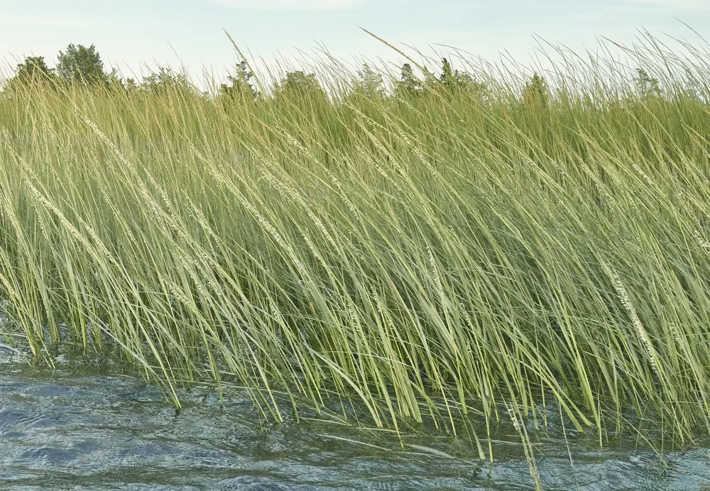 beach grass 3.JPG