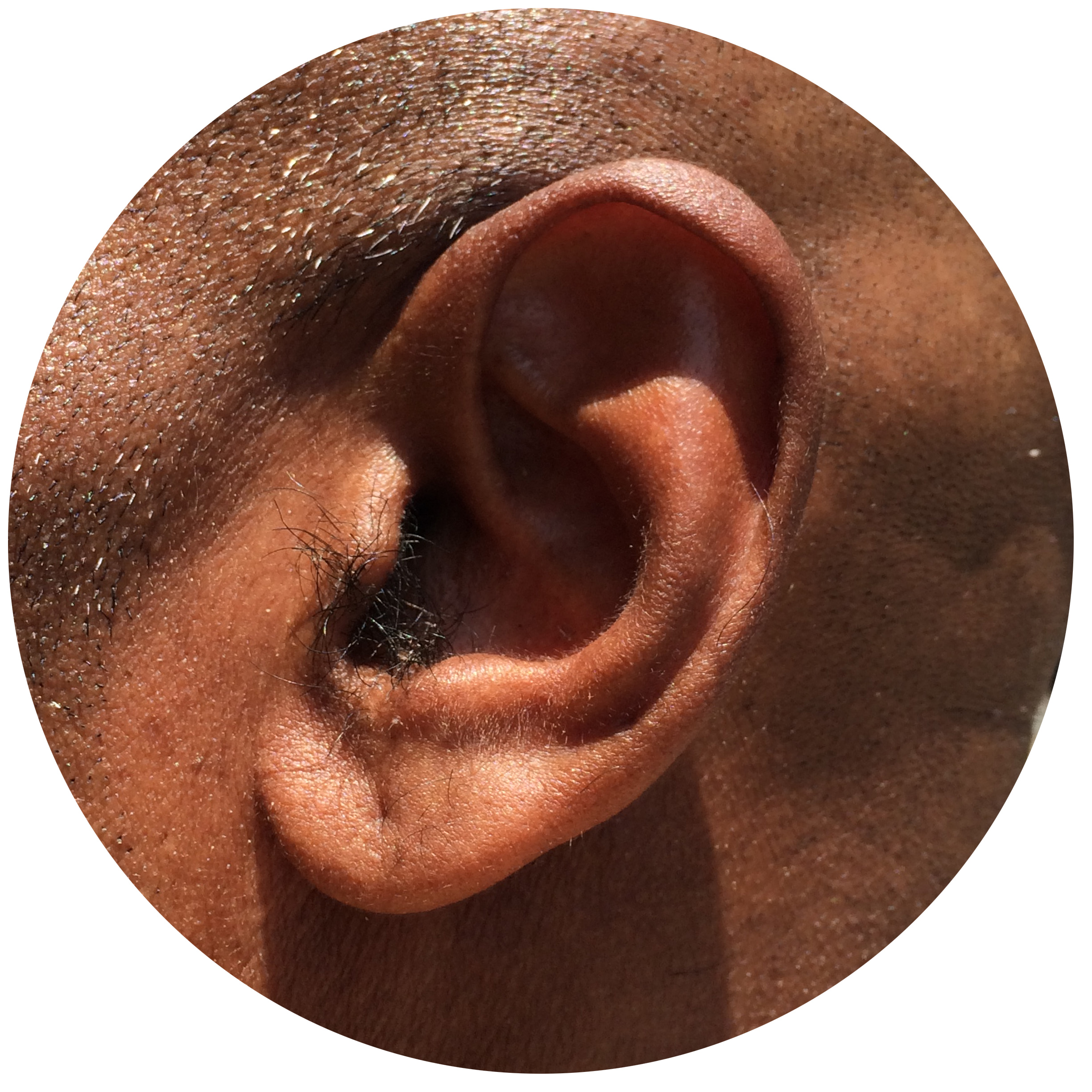 Jambi Ear.jpg