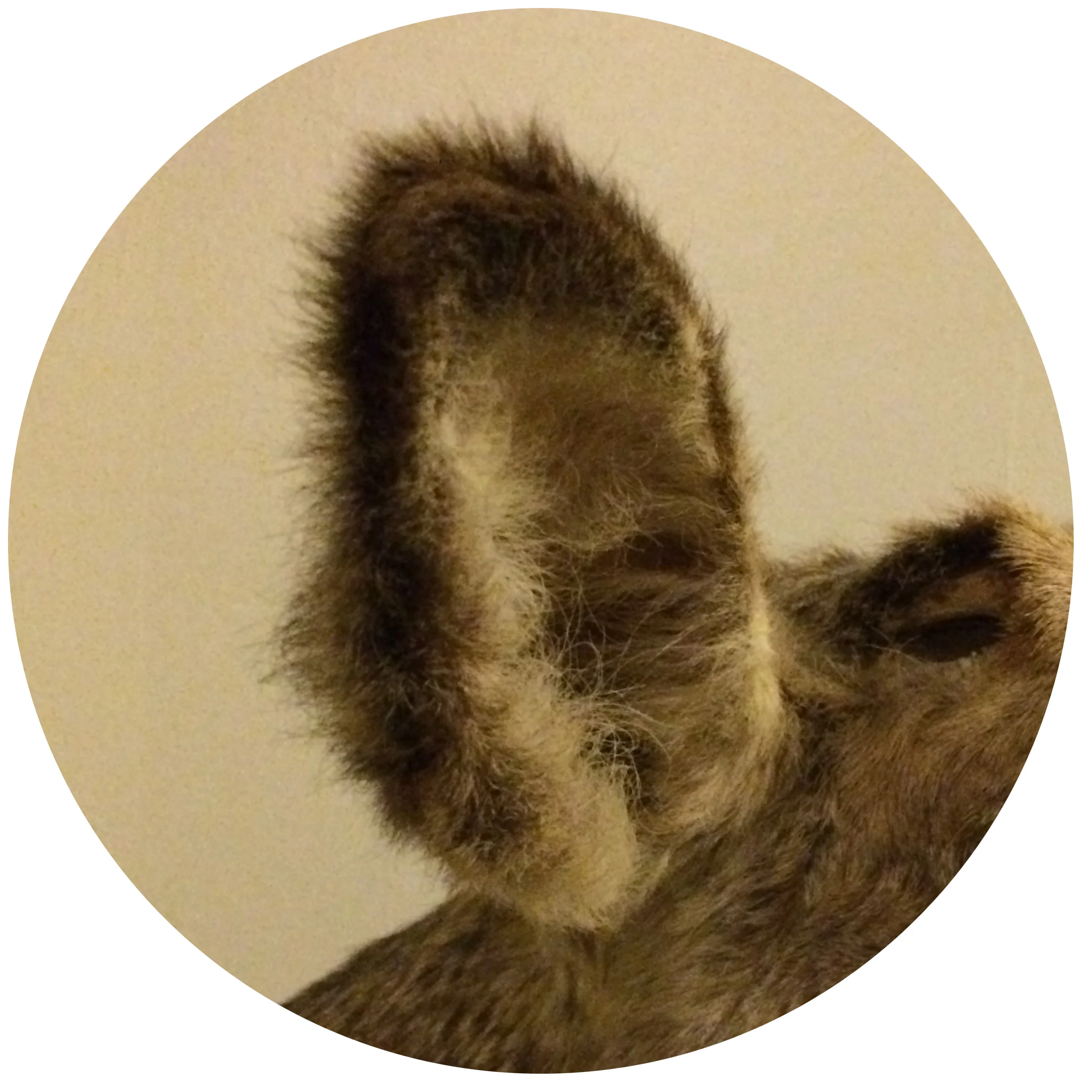 12 Tones Workshop #3