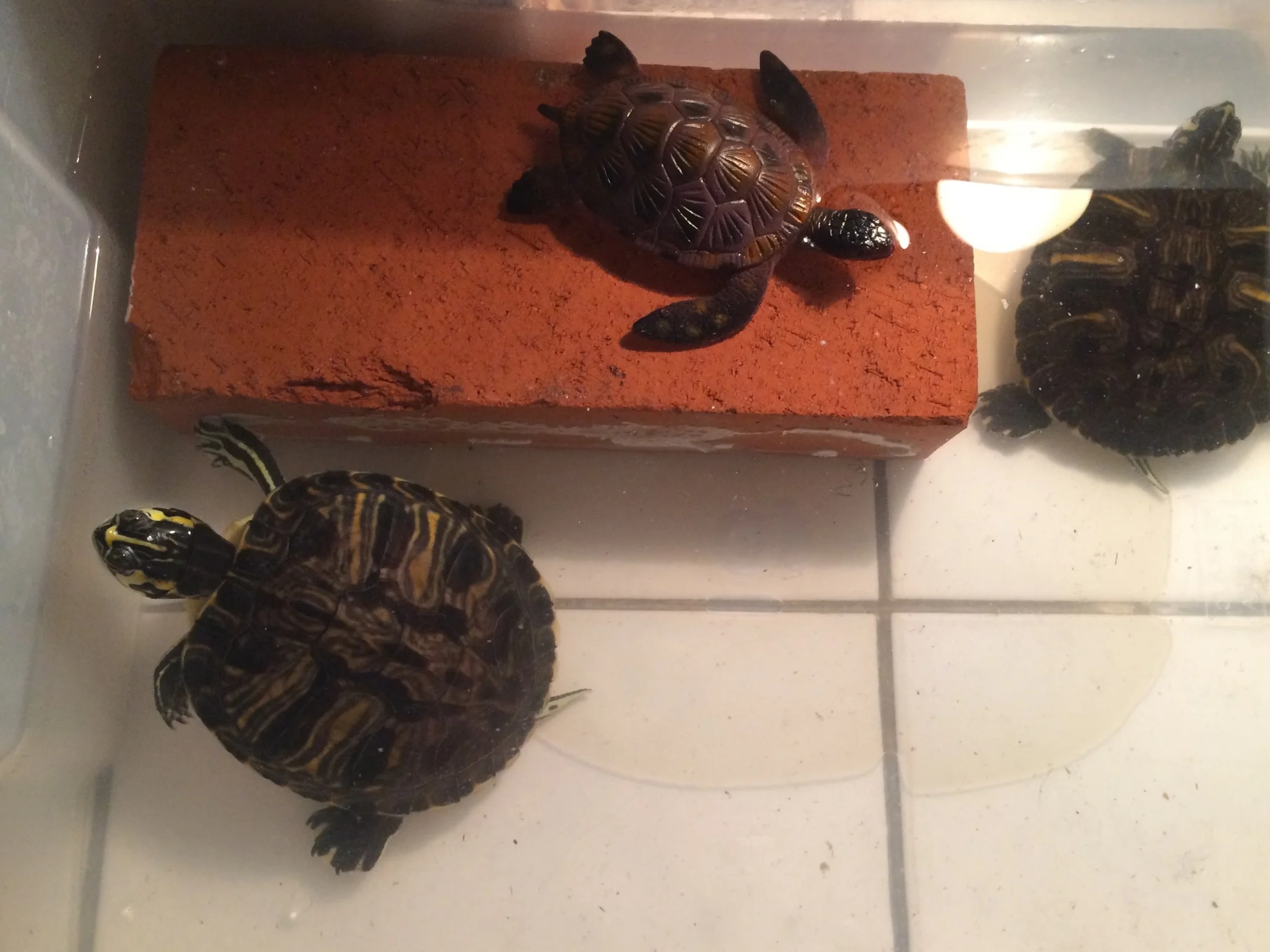 Nobody Will Be Your Valentine