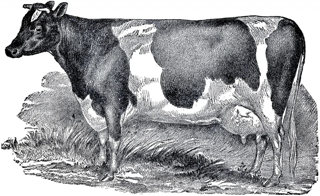 Vintage-Farmhouse-Cow-Image-GraphicsFairy-1024x628.jpg