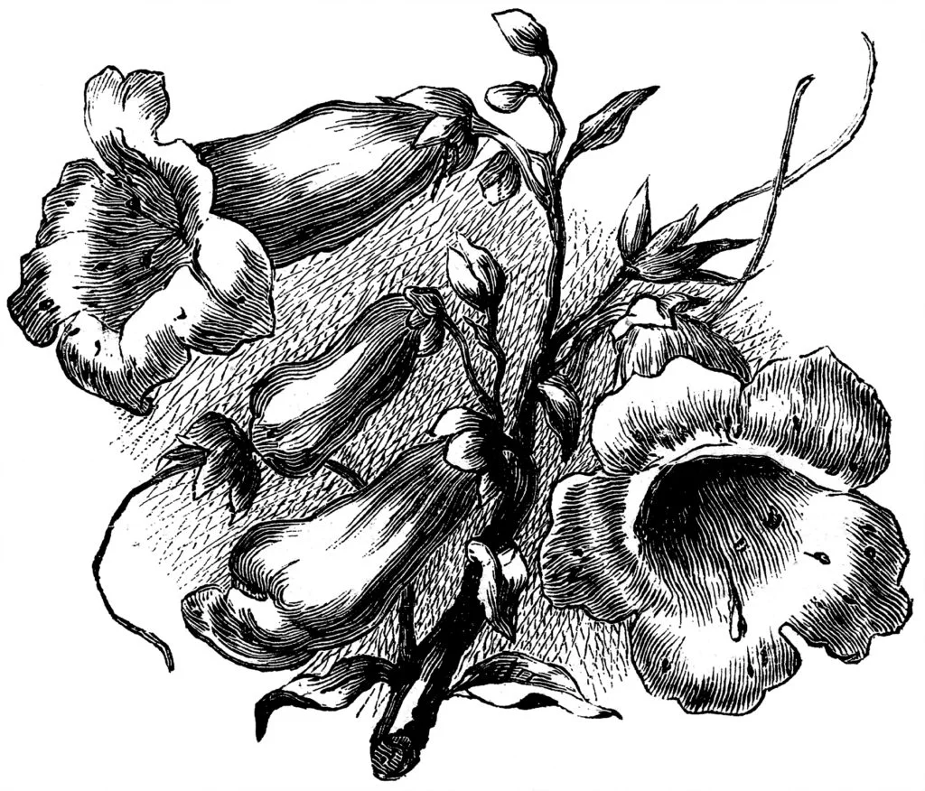 Engraving-Flowers-GraphicsFairy007-1024x876.jpg