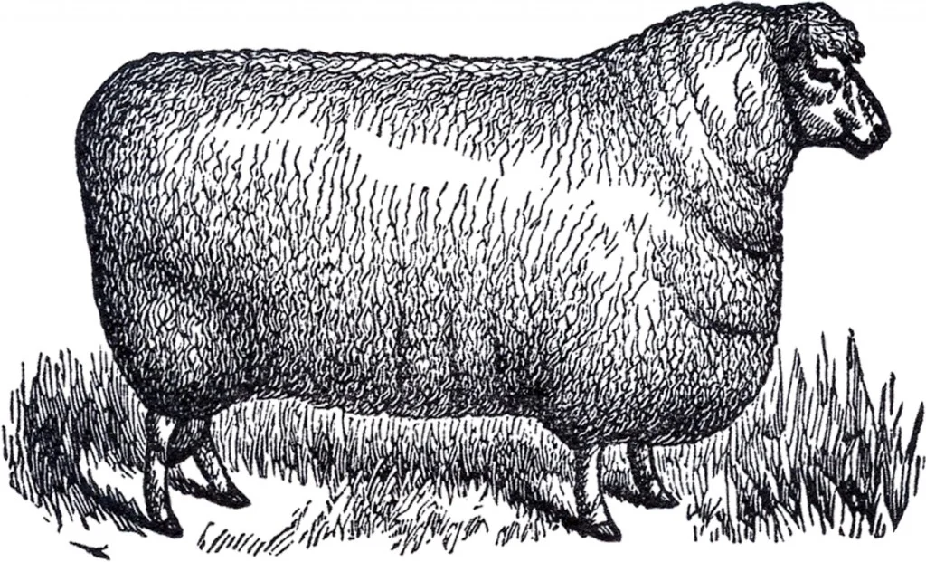 Vintage-Sheep-Clip-Art-GraphicsFairy-1024x621.jpg