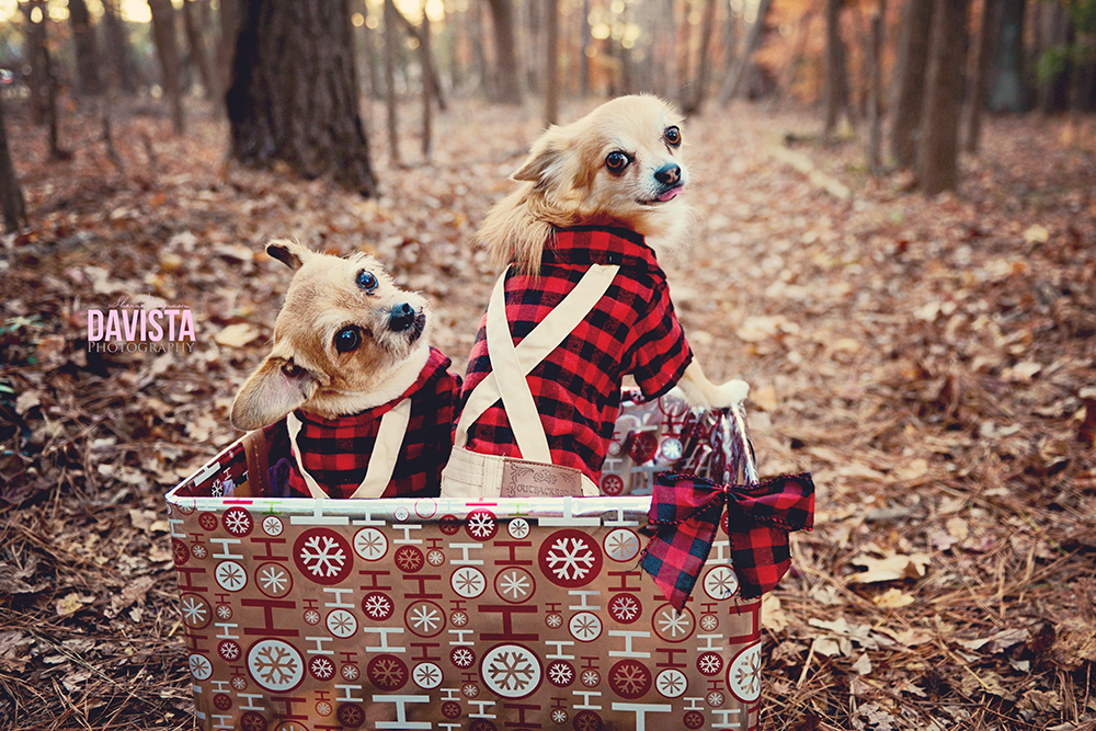 sandy bottom park Newport News puppy Christmas