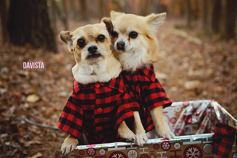adorable Hampton roads pet photography Christmas