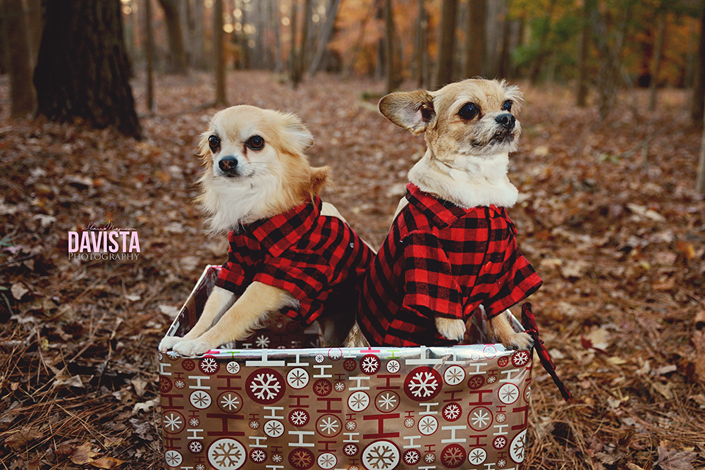 cute puppy dog photography Virginia