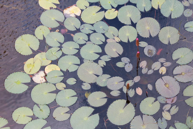 Lilly Pads by Ana Maria Muñoz.png