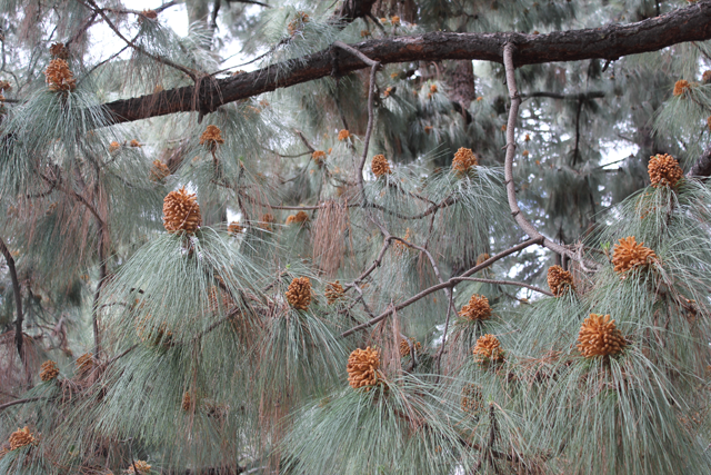 Pine and Sage by Ana Maria Muñoz.png