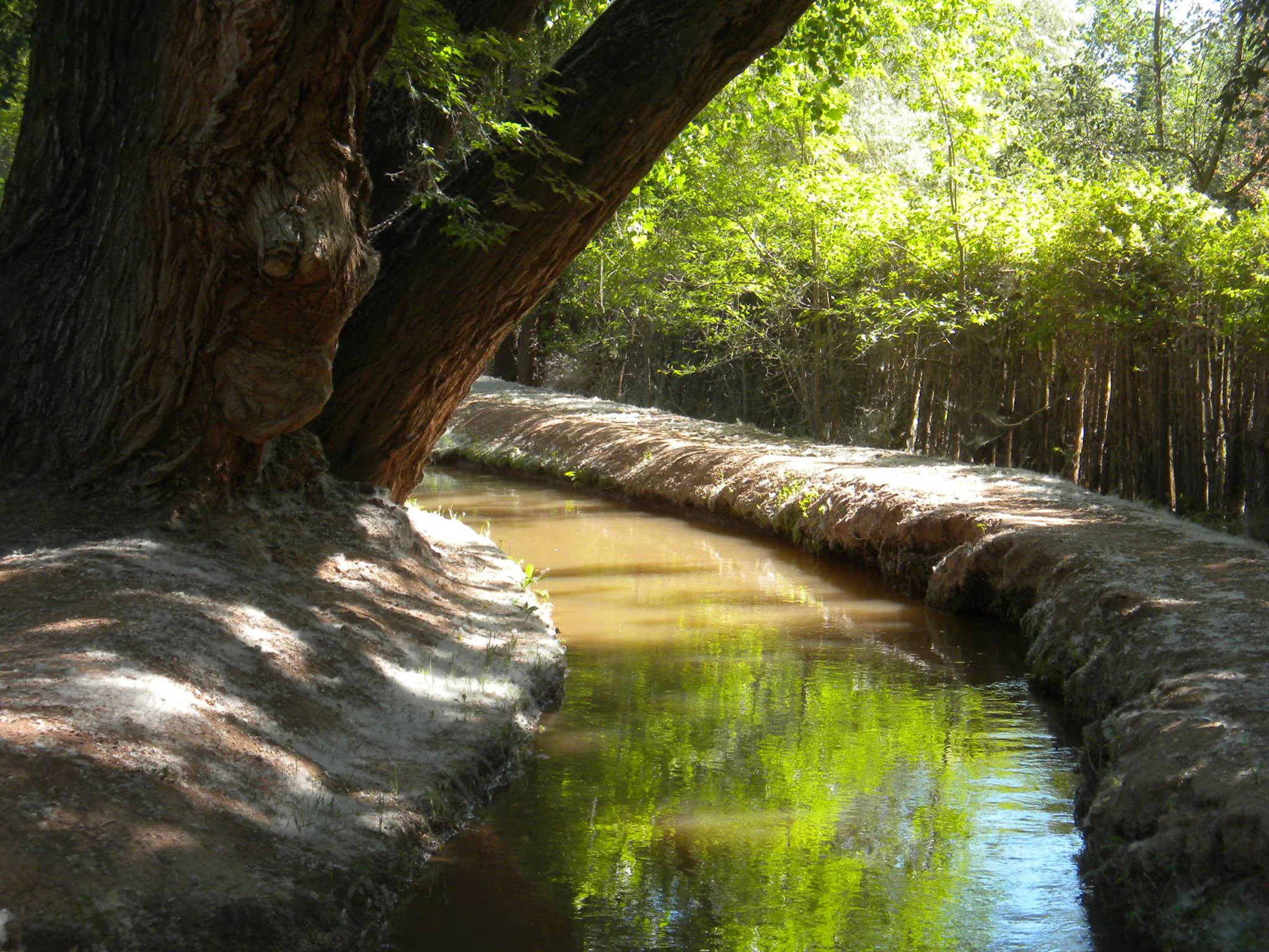 bosque-rio.jpg