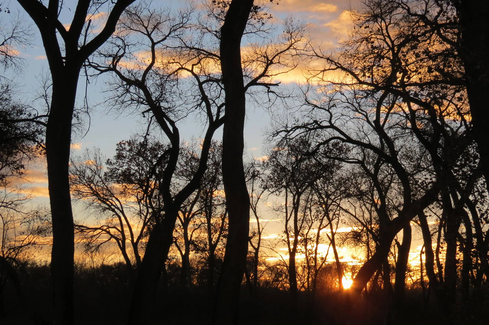 bosque-sunset.jpg