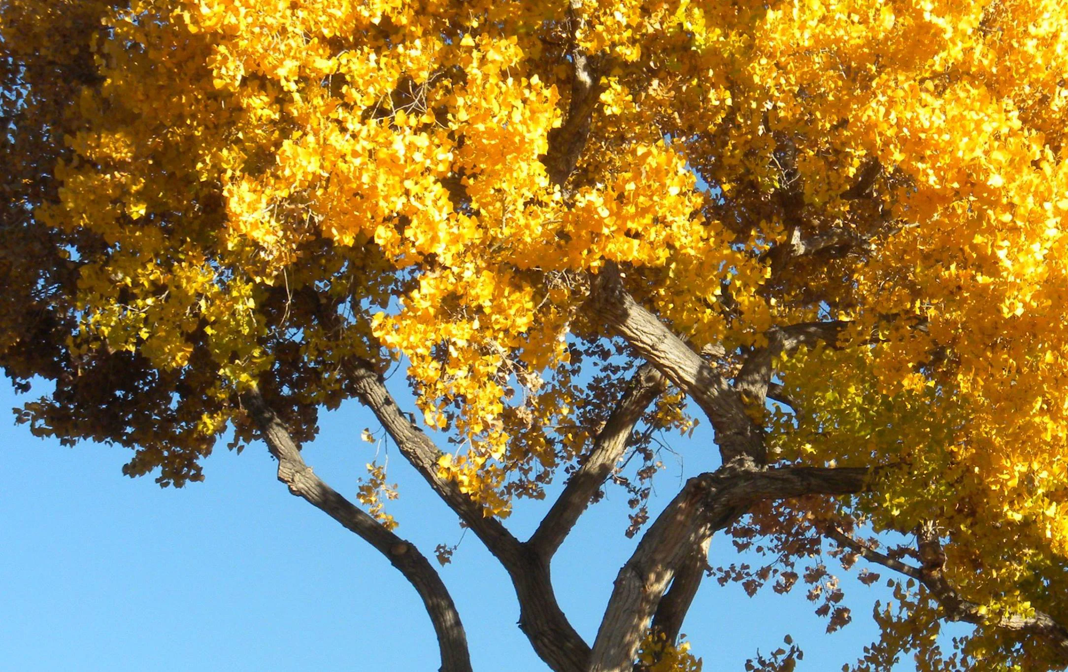 bosque-aspen.jpg