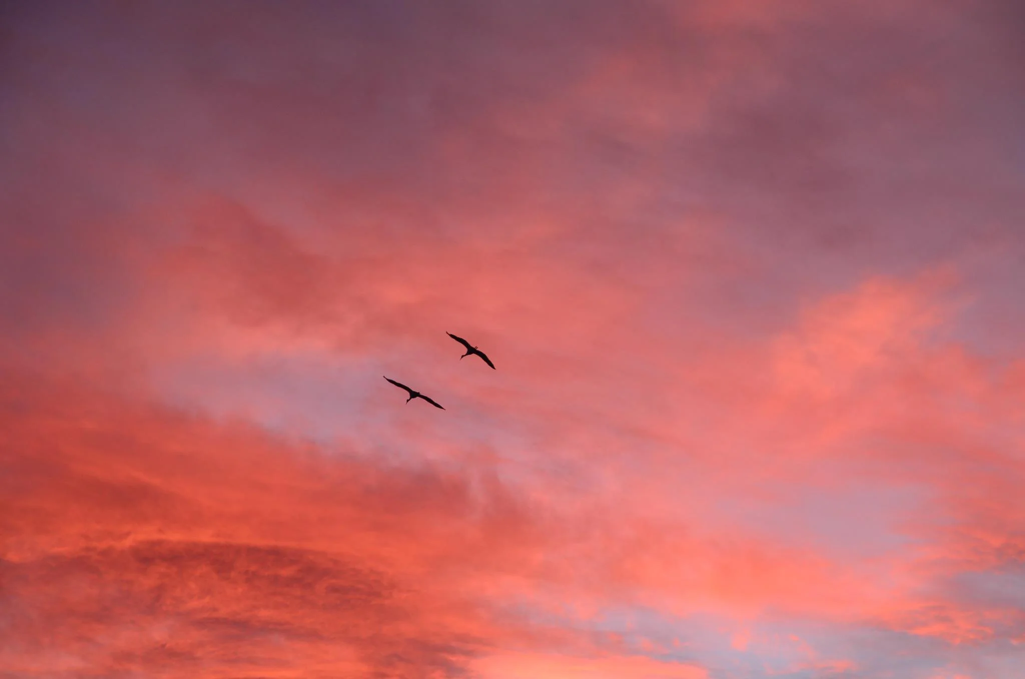 bosque-birds.jpg