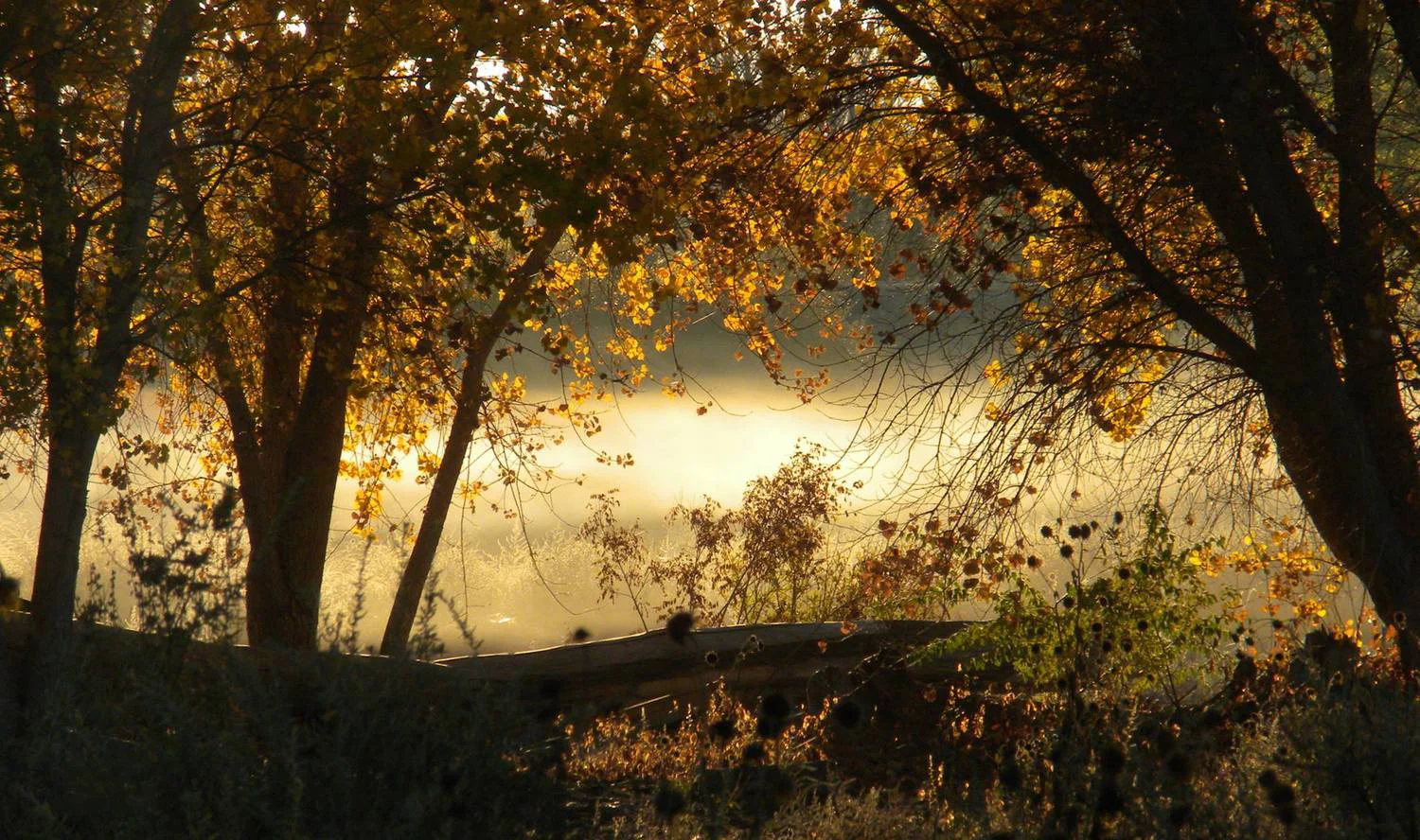 golden-bosque.jpg