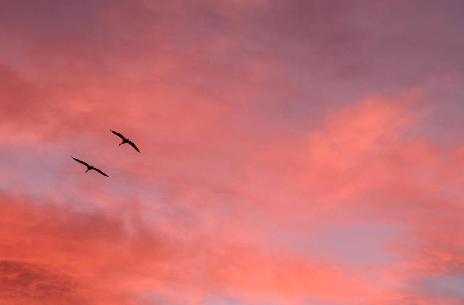 bosque-birds-cropped.jpg