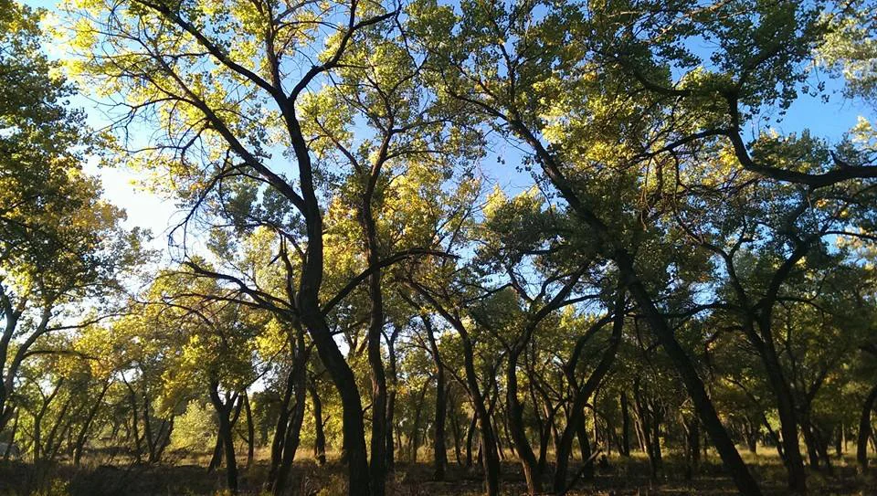 bosque-greenleaves.jpg