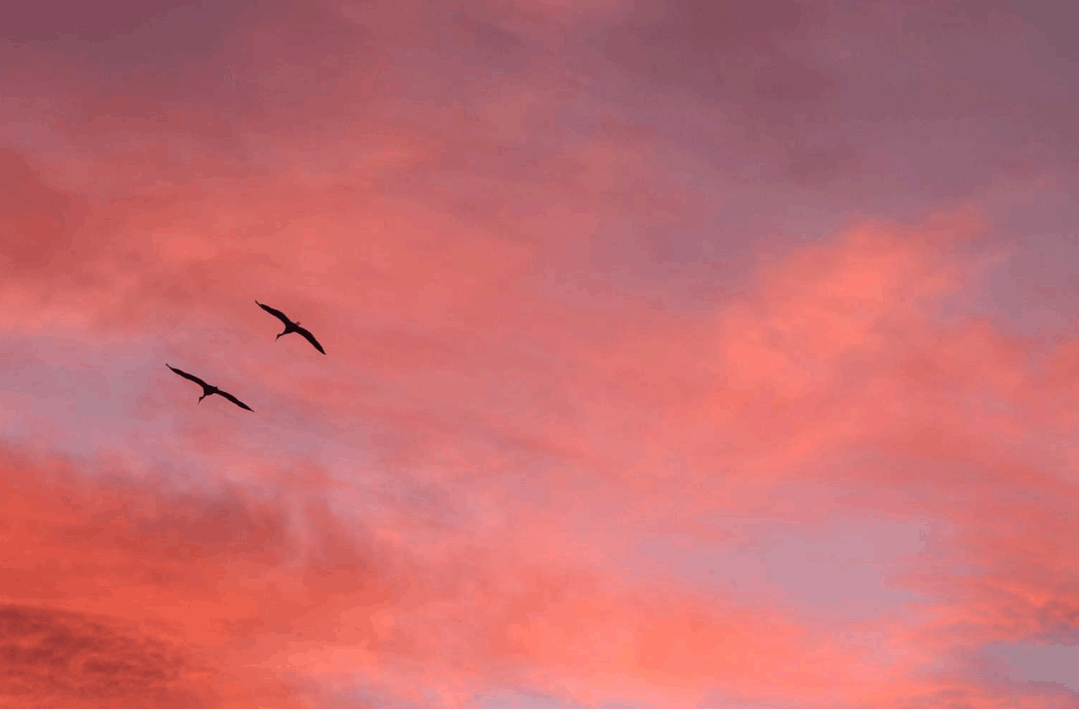 bosque-birds-cropped.gif