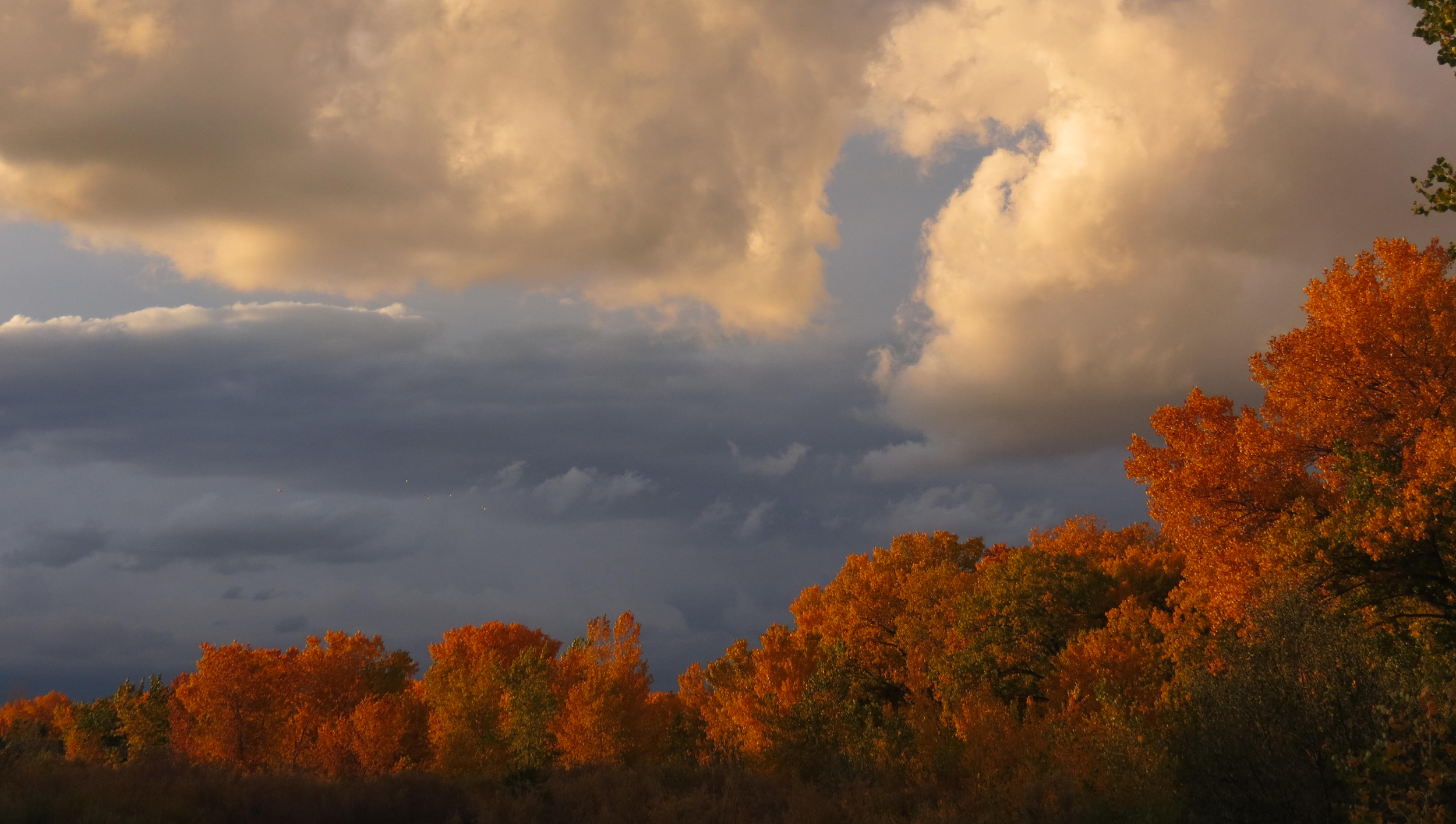 bosque-golden-clouds.jpg