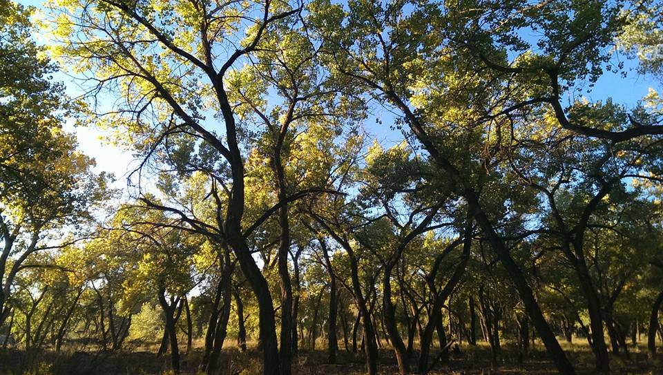 bosque-greenleaves.jpg