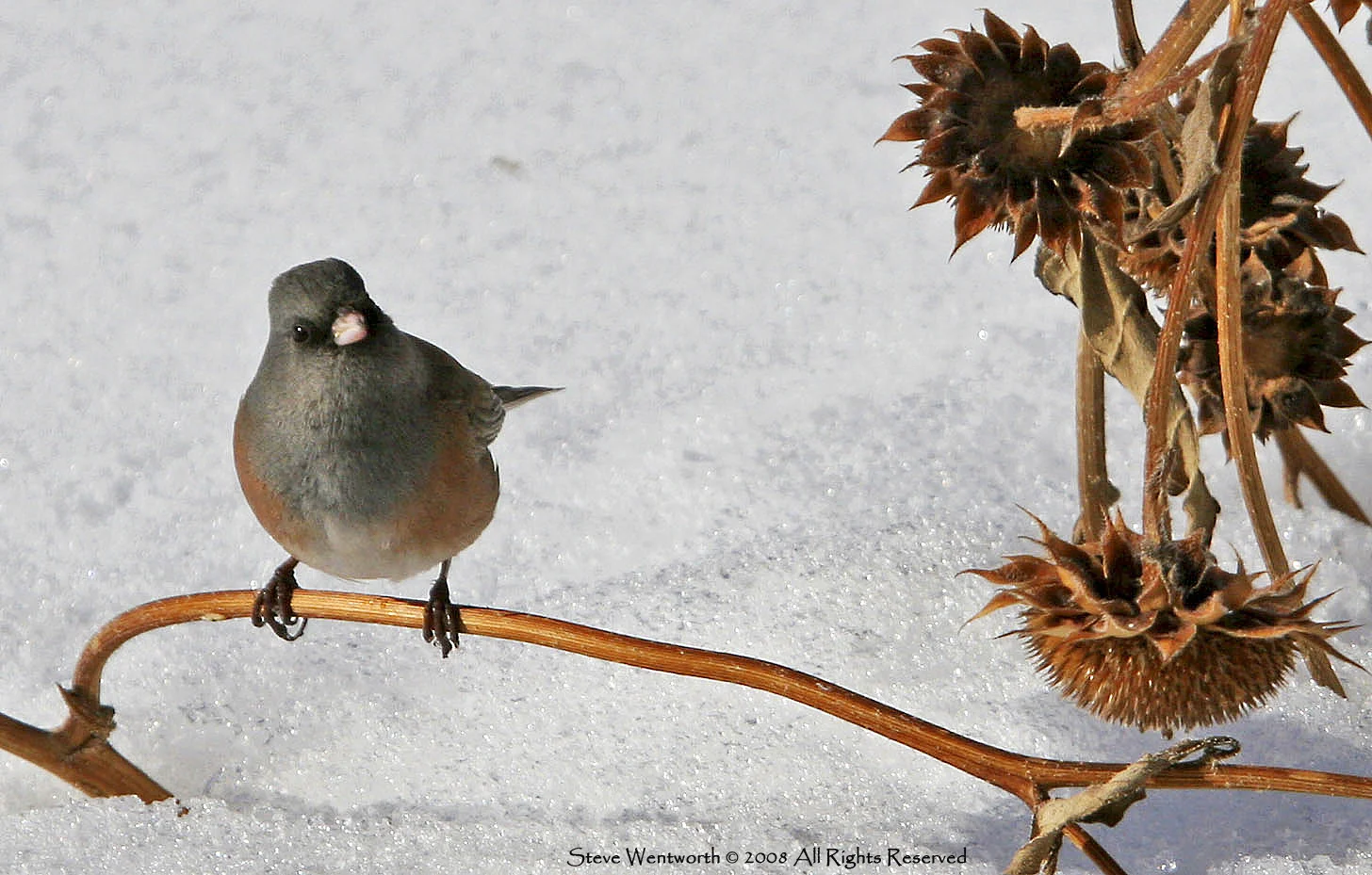 bosque-bird-branch.jpg