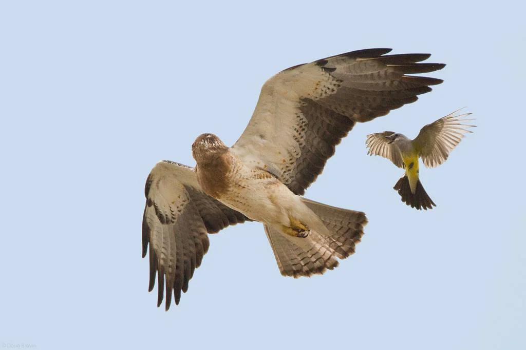 About - "Our Vision" Hawks Aloft