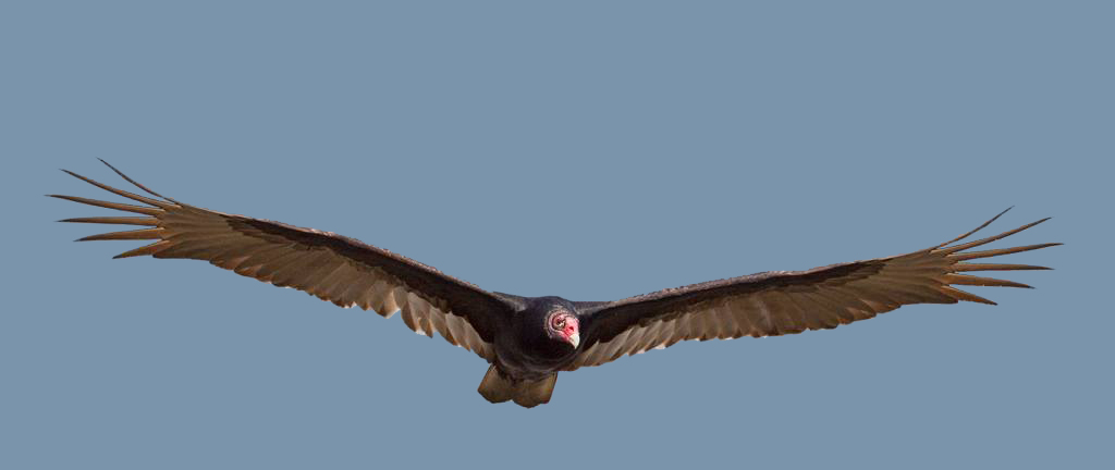 Photos / Videos - "Videos" Hawks Aloft