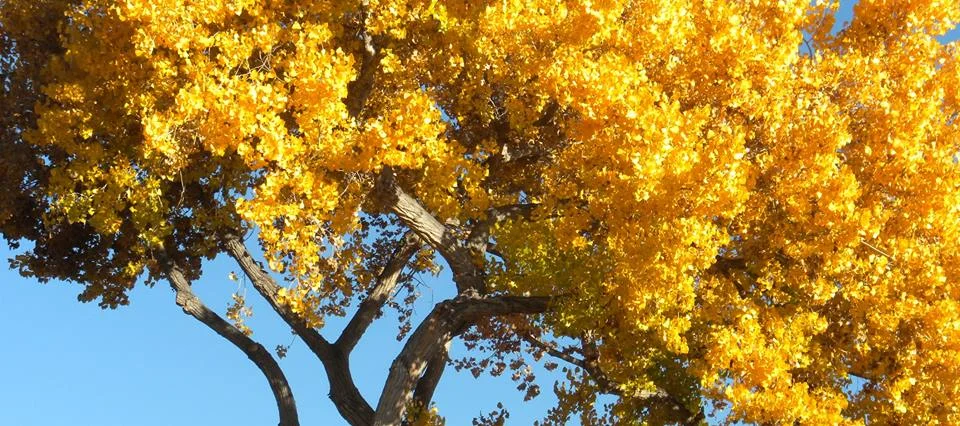 Bosquitos in the Wilderness - LEARN THE LIFE CYCLE OF THE COTTONWOOD