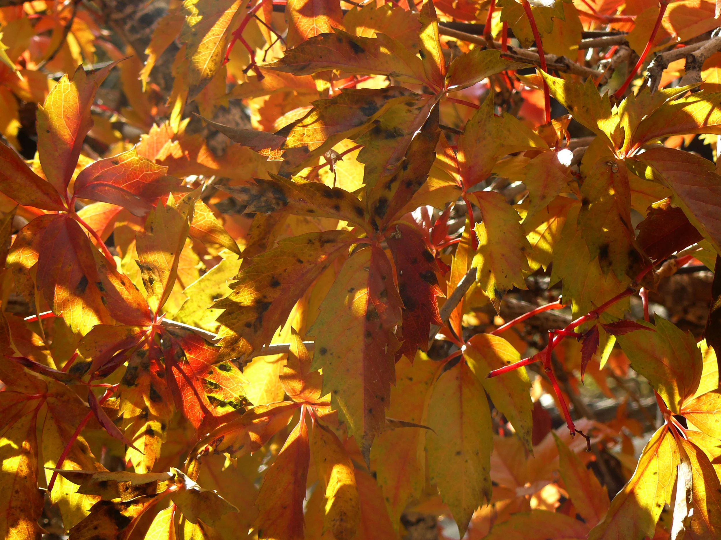 Bosquitos in the Wilderness - EXPLORE THE VALLE DEL ORO!