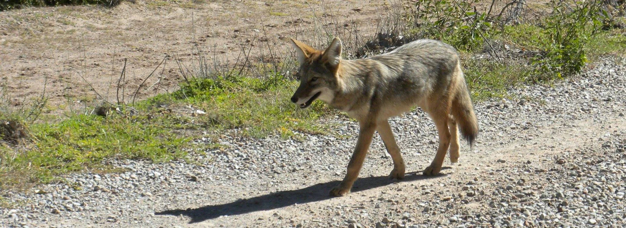 WALK THE BOSQUE with Dr. Matt Schmader