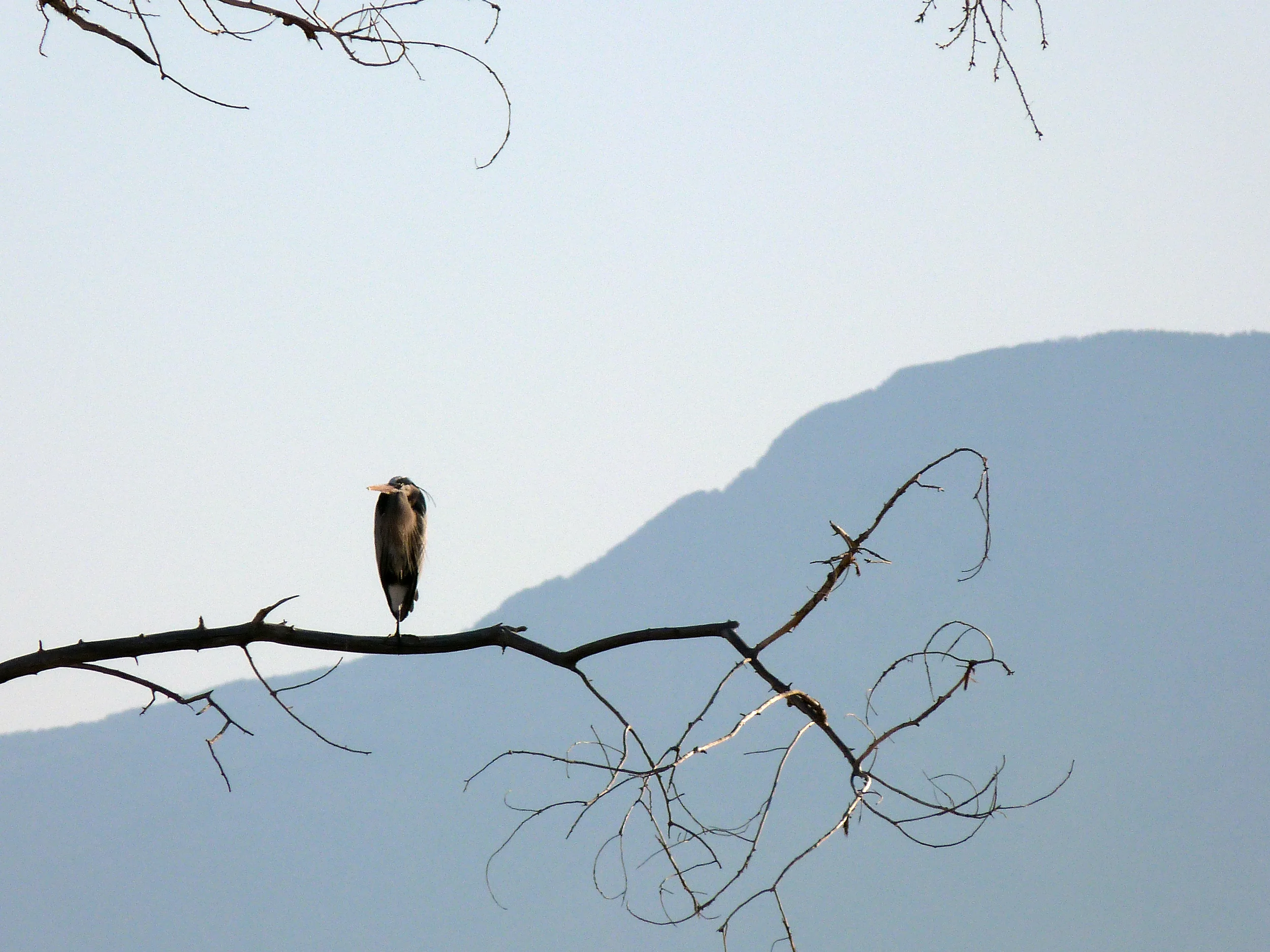 heron and mountain3.jpg