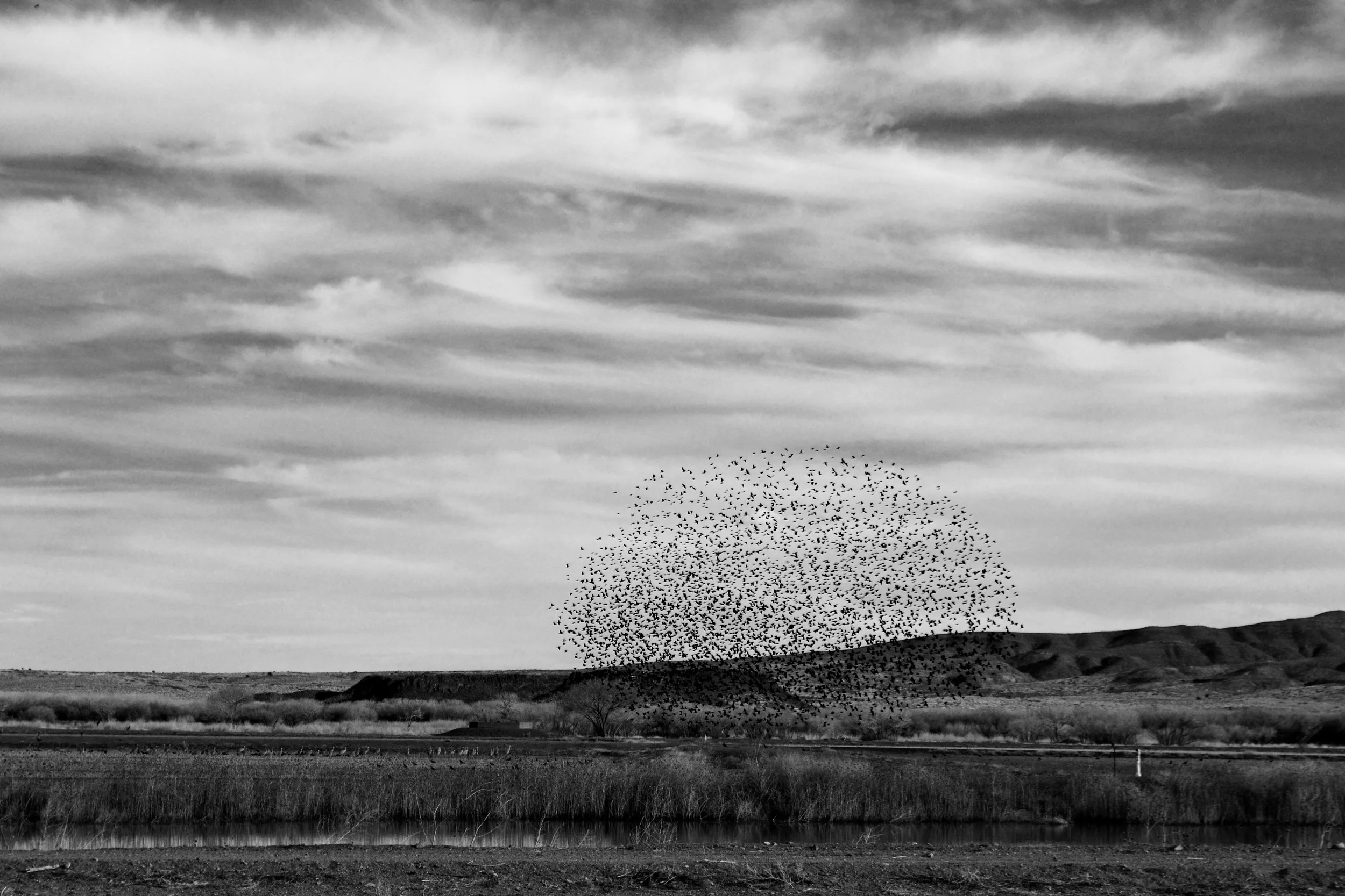 Flock.jpg