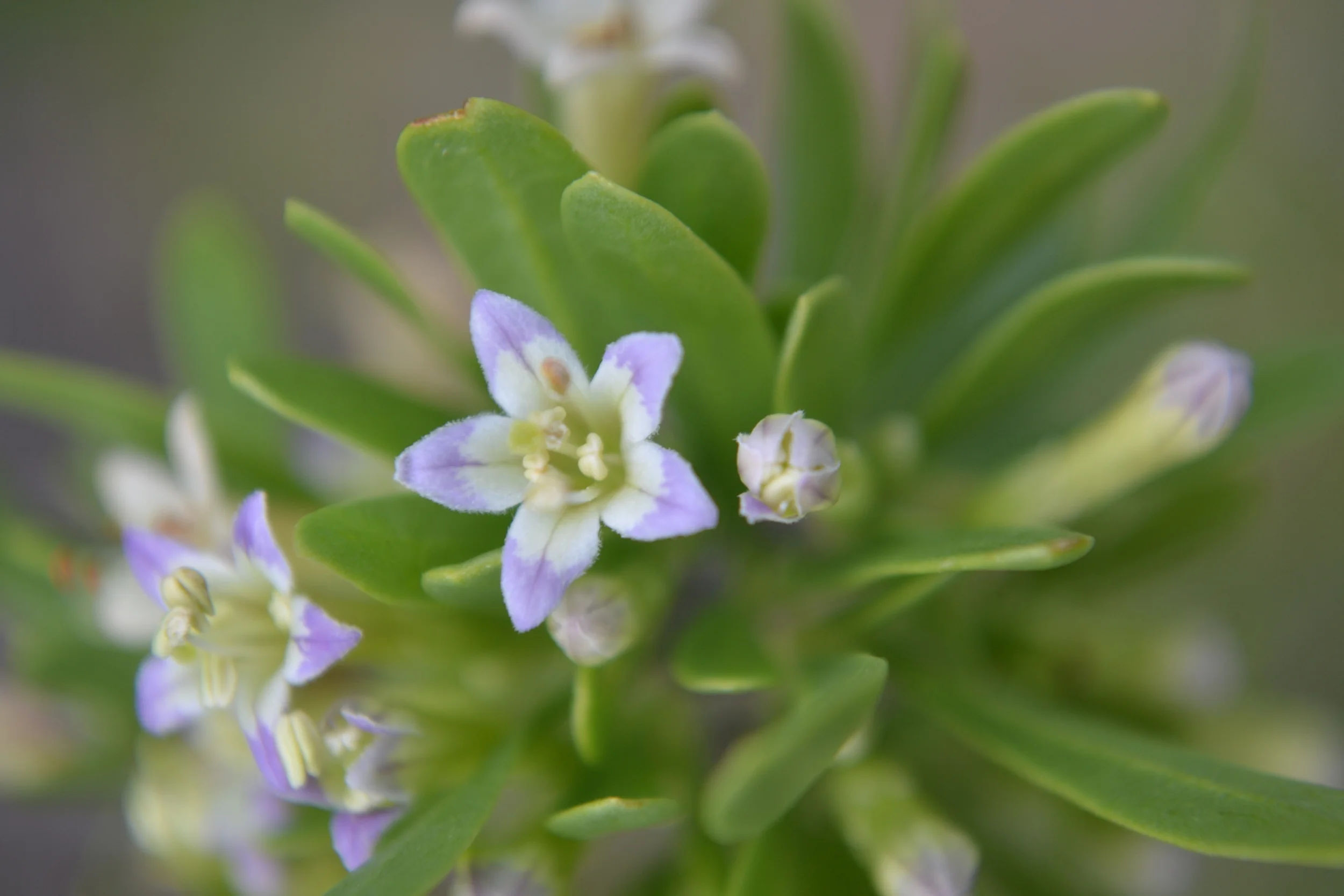 BOSQUE RESTORATION FIELD DAY: Tingley Drive