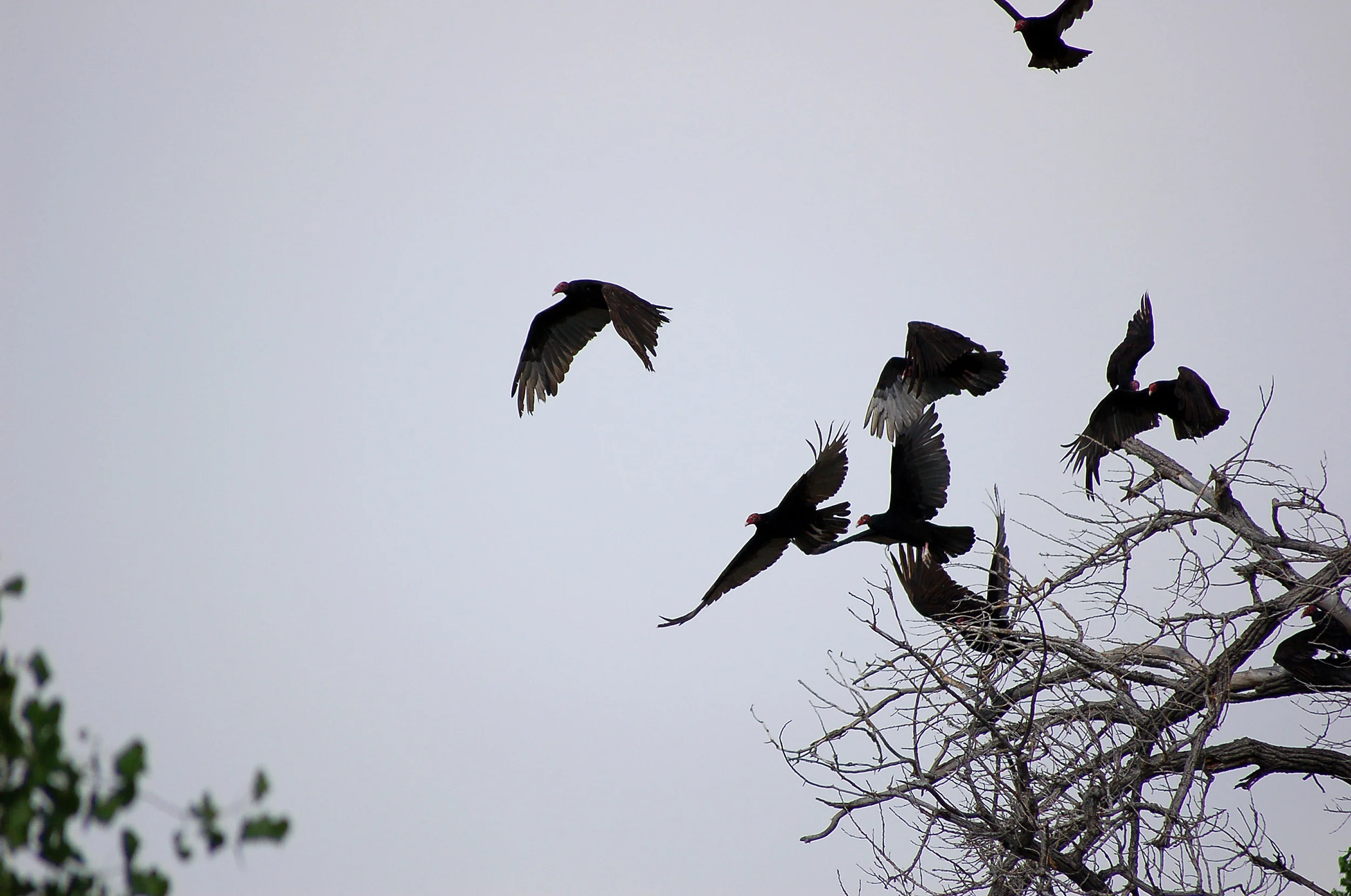 Turkey Vultures Taking Off From Tree+++.jpg