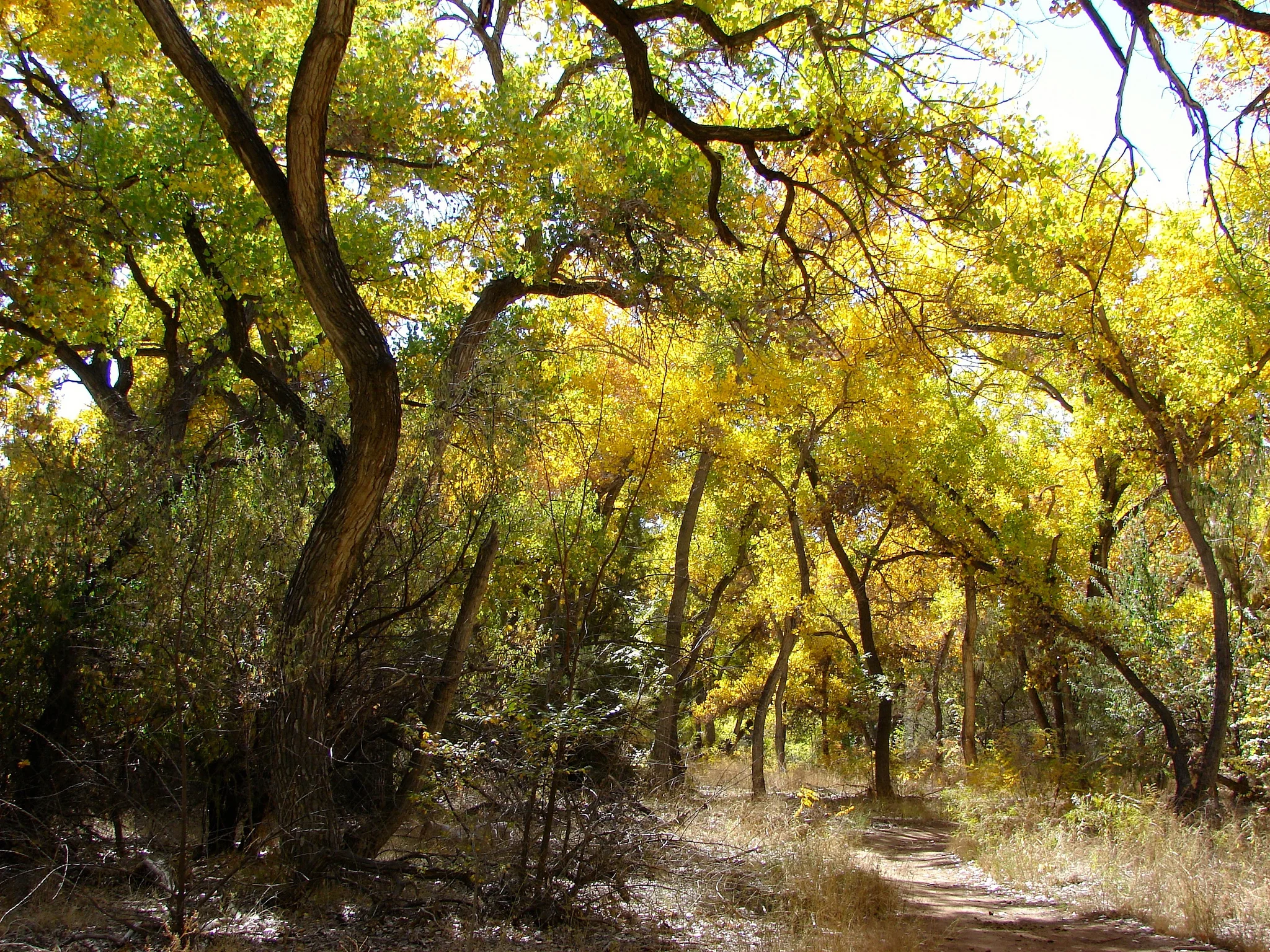 Evening in the Corrales Bosque