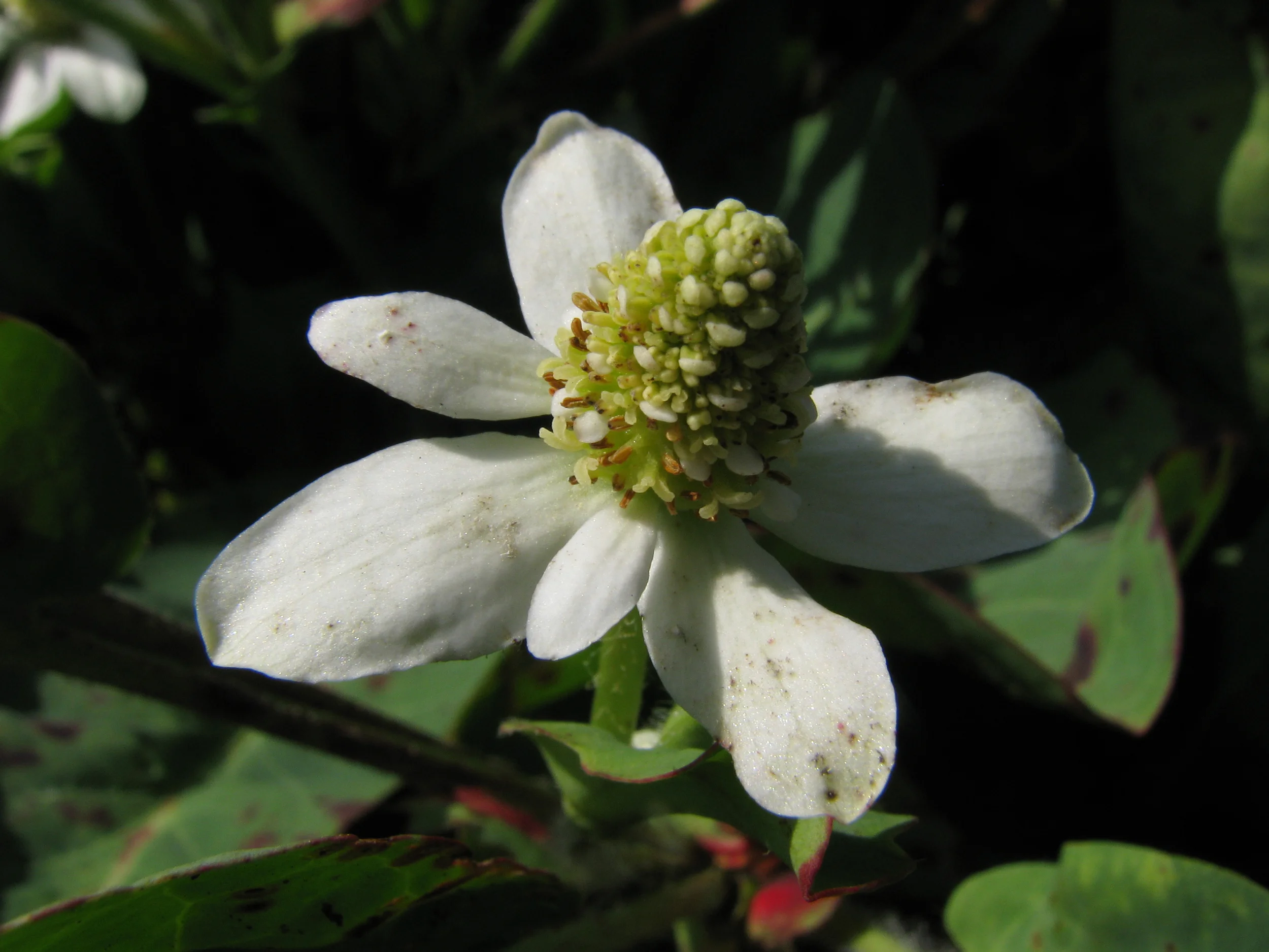 Bosque Restoration Day