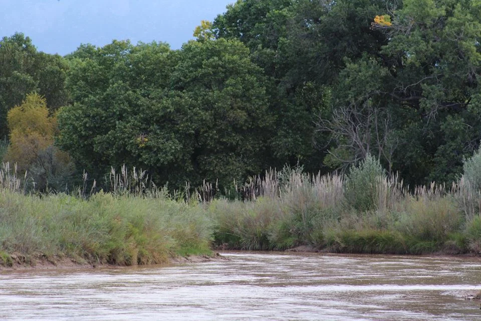 Visit a hidden wetlands on the Rio Grande