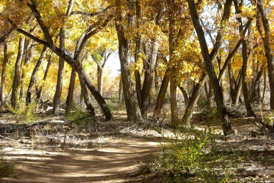 Fall Hike in the Bosque