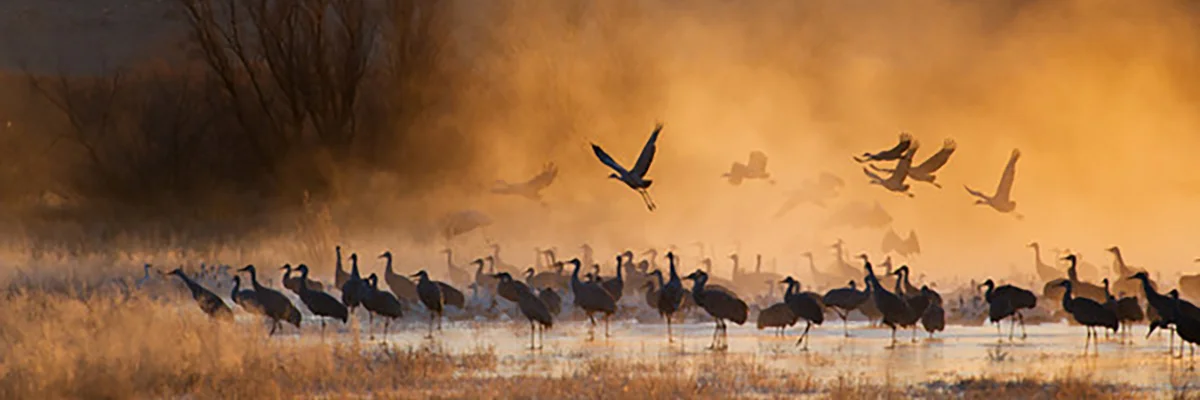 Bosque by Wheelchair - outing to Tingley ponds