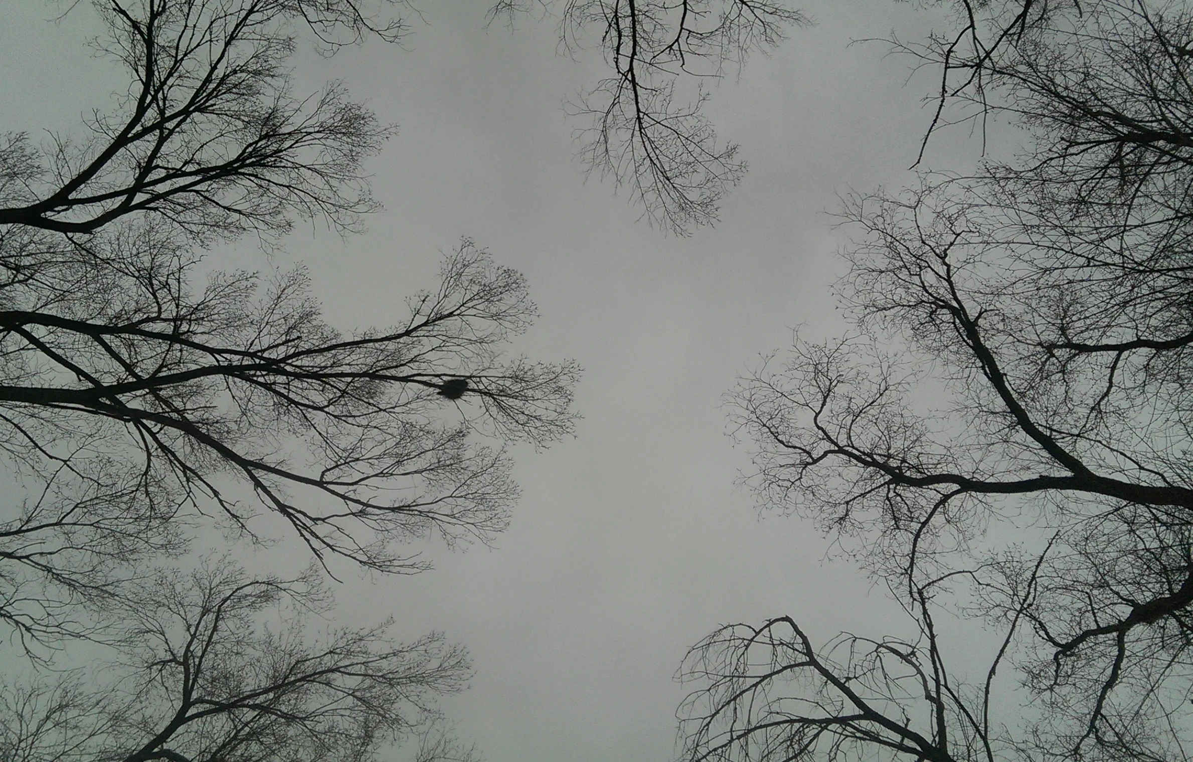 Poetry in the Bosque: Winter