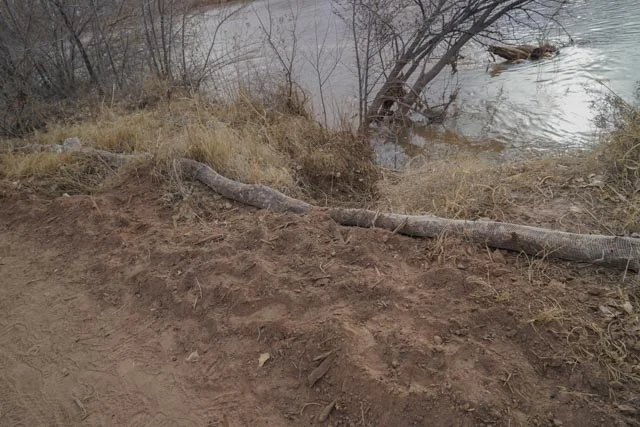 Bosque on the Westside - Calabacitas