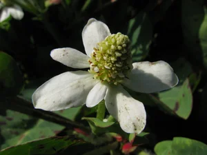 Bosque Restoration Field Day