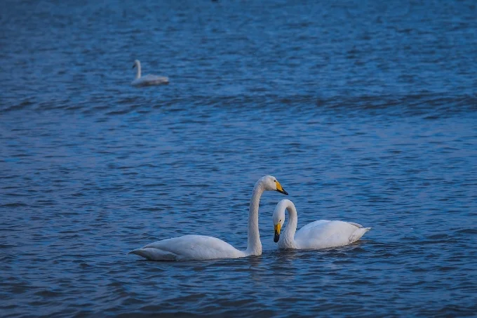 swan-2429607_1280.jpg