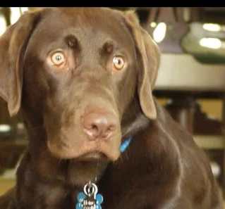 My beautiful boy, Cooper... I wish he could be a studio dog, but he's a bit of a wrecking crew!