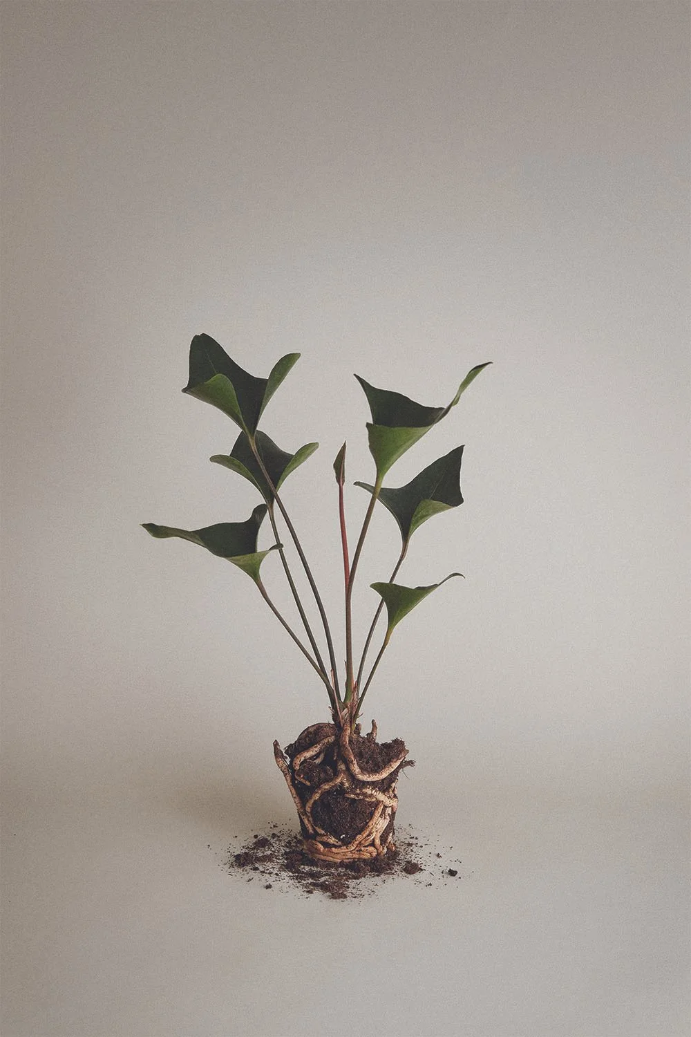 24_TT_Artistic_Ingredient_9_CMYK (1).jpeg