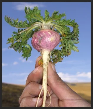 maca-root.jpg
