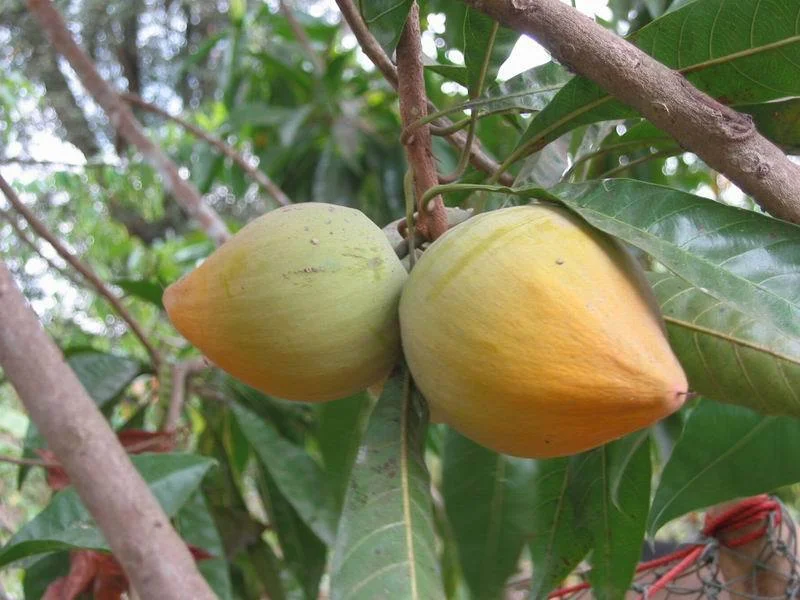 lucuma2