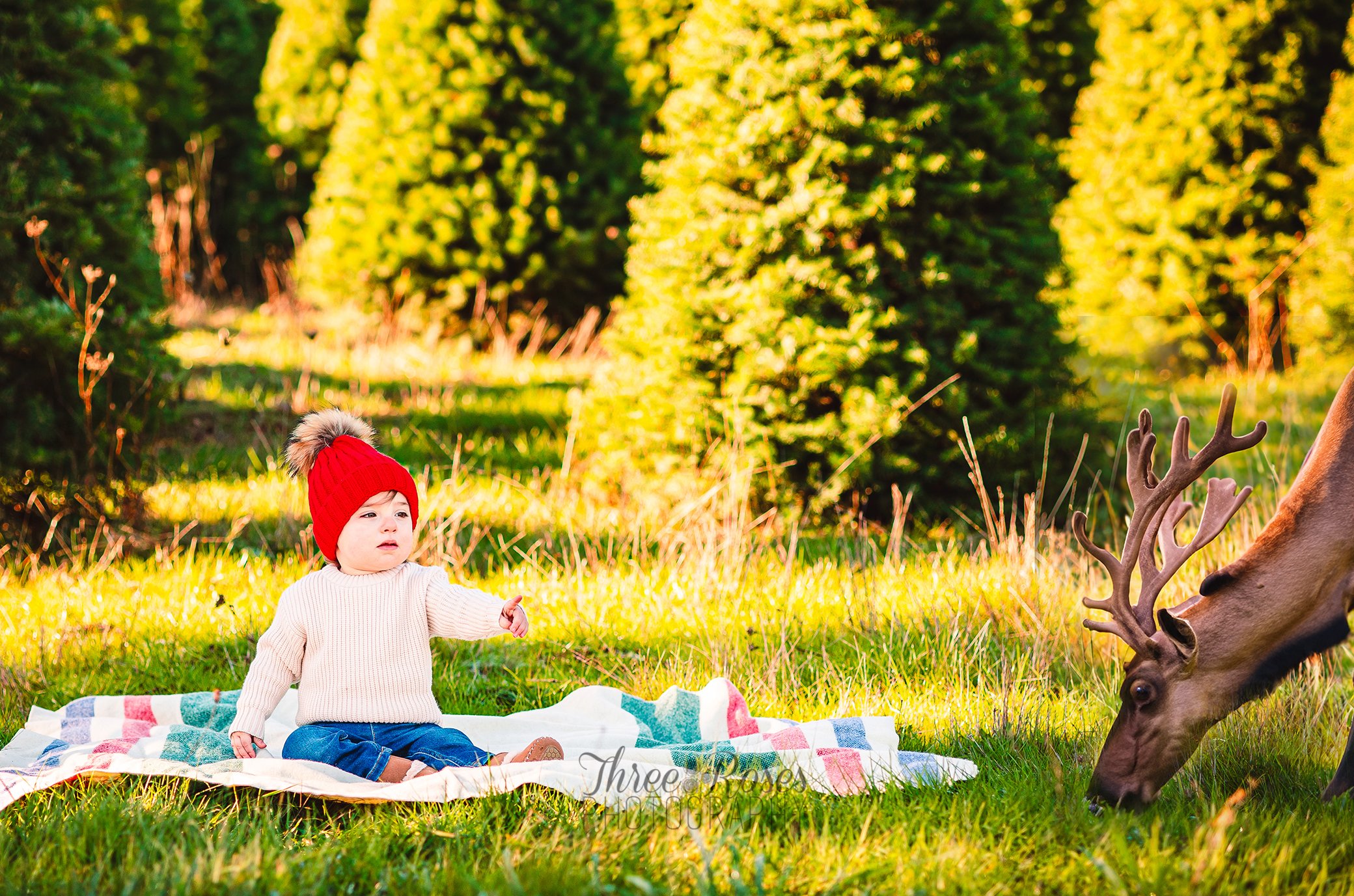  little girl has photos taken at a christmas tree farm includes a reindeer  dallas oregon  family photographer 