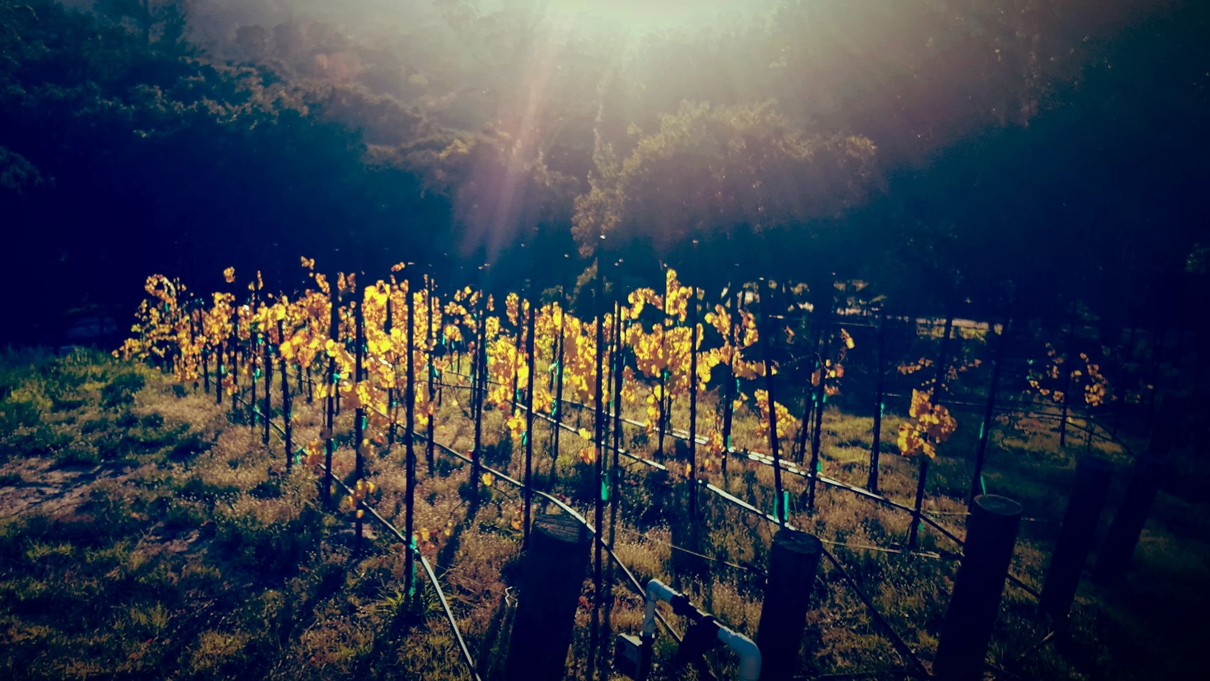 vineyard.jpg