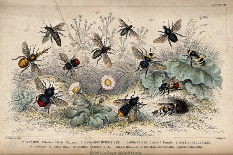 Workshop Native Bees: Know, love and protect them