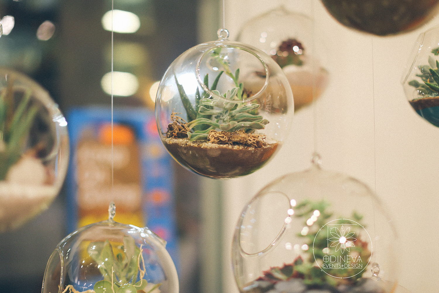 Succulents are so popular as wedding favors and decor that double up as a great household item. Not to mention, they're very low maintenance. 