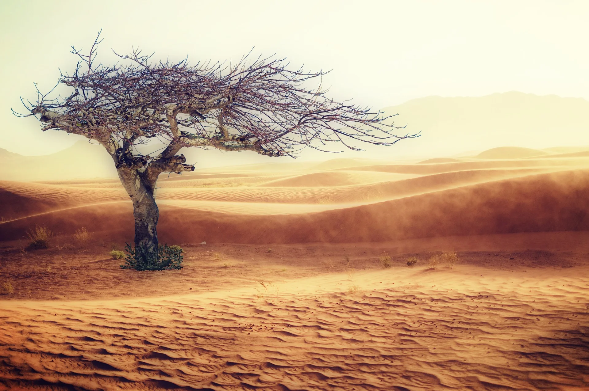 In about fifty years, large swathes of the planet will likely look like this. Really.